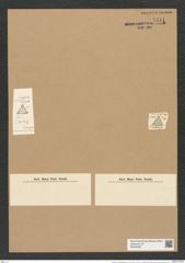 Triceratium quinquegugattatum Grun. (de-Toni-Nr.: Genus 140, Species 3922) Zeichnungen Sammlung Grunow Nr. 7411 (NHMW-BOT-W0376487)